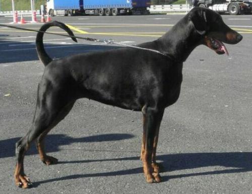 Cheyenne v. Kunstadt | Black Doberman Pinscher