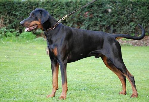 Baran v. Römerkastell | Black Doberman Pinscher