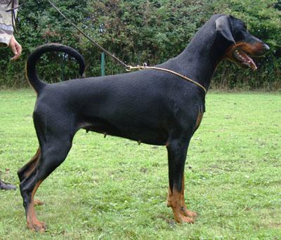 Casa di Oro Michel | Black Doberman Pinscher