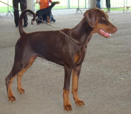 Fargesia De La Ferrière Haut Clocher | Brown Doberman Pinscher