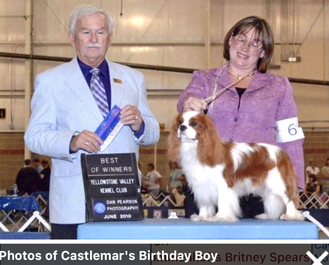 Castlemar’s Birthday Boy | Cavalier King Charles Spaniel 