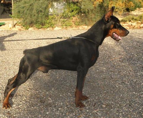 Pride of Russia Ursus | Black Doberman Pinscher