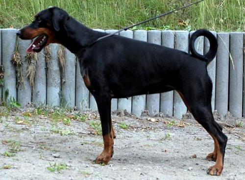 Pride of Russia Uriel | Black Doberman Pinscher