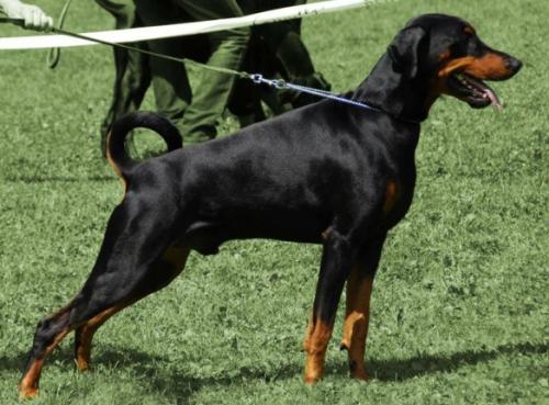 Acuma v.d. Rijucohoeve | Black Doberman Pinscher