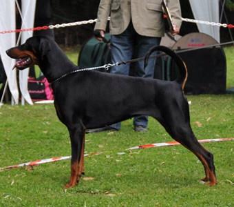 Ajindi v.d. Rijucohoeve | Black Doberman Pinscher