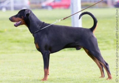 Blade v.d. Rijucohoeve | Black Doberman Pinscher