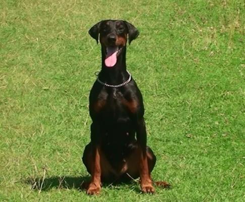 Bilay v.d. Rijucohoeve | Black Doberman Pinscher