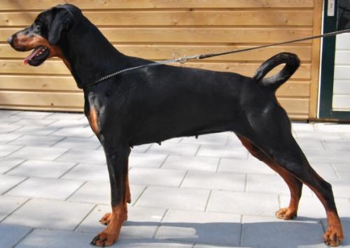 Oxana-Orly v.'t Sweko | Black Doberman Pinscher