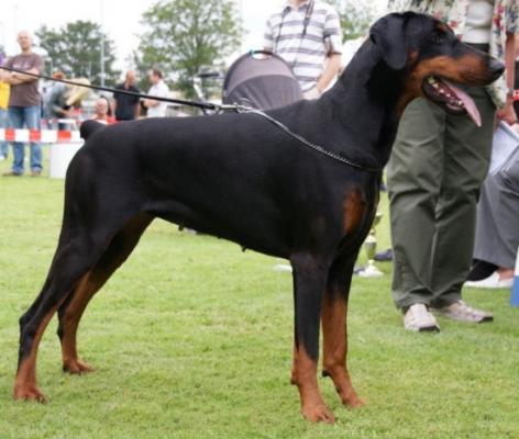 Ozara-Orsa v.'t Sweko | Black Doberman Pinscher