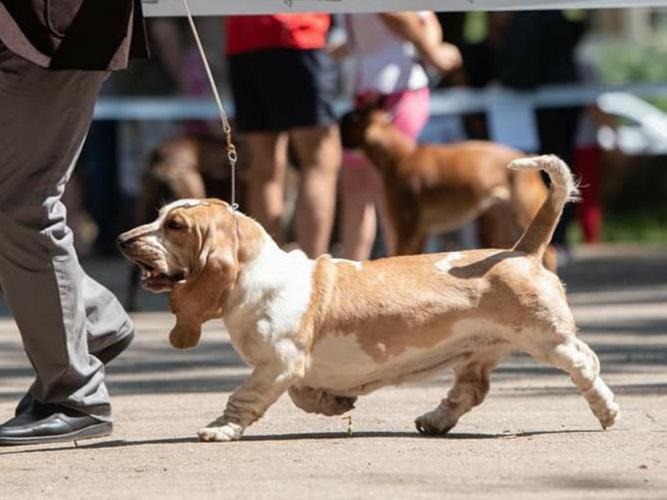 RUSSIAN PRIDE APHRODITE ETERNAL SPRING | Basset Hound 