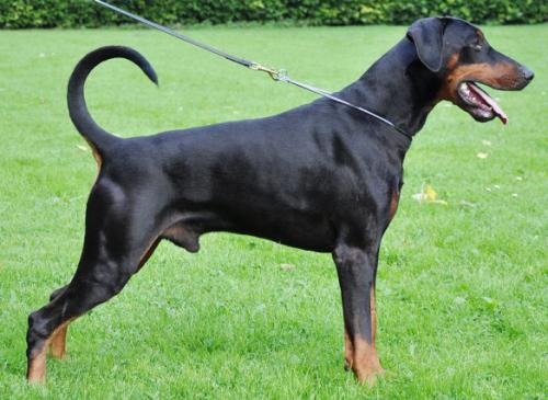 Dicaprio of the Two Roses | Black Doberman Pinscher