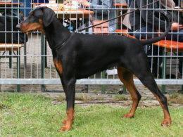 Tiffany Lewan v. Jahrestal | Black Doberman Pinscher