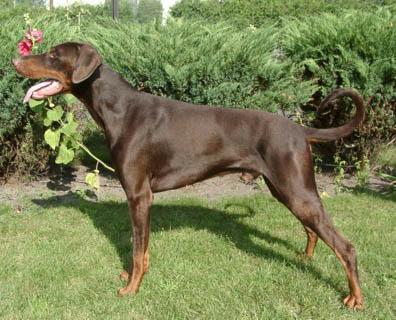 Luca v. Bullerbü | Brown Doberman Pinscher