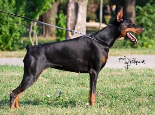 Fancy Unreachables | Black Doberman Pinscher