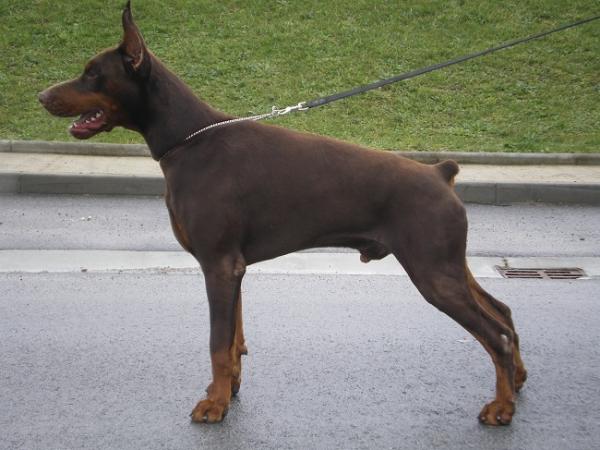 Indio de Enfasis | Brown Doberman Pinscher