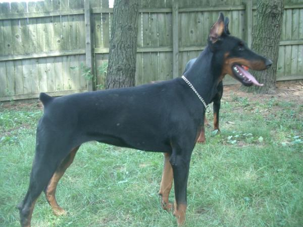 Rellaps Glamorous Giselle | Black Doberman Pinscher