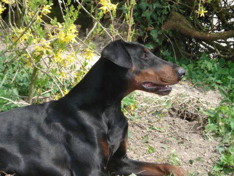 Damia de Rouge Sang | Black Doberman Pinscher