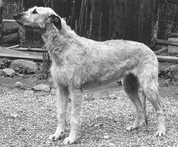 Wolfhouse Athene | Irish Wolfhound 