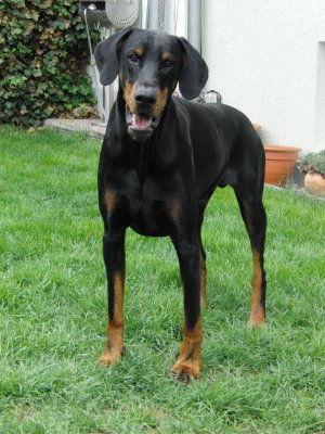 Nevado v. Hetzenberg | Black Doberman Pinscher