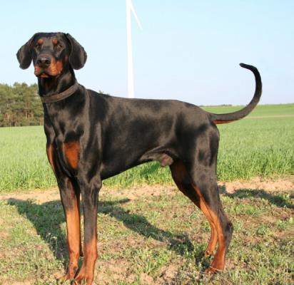 Charik v. Kattenturm | Black Doberman Pinscher