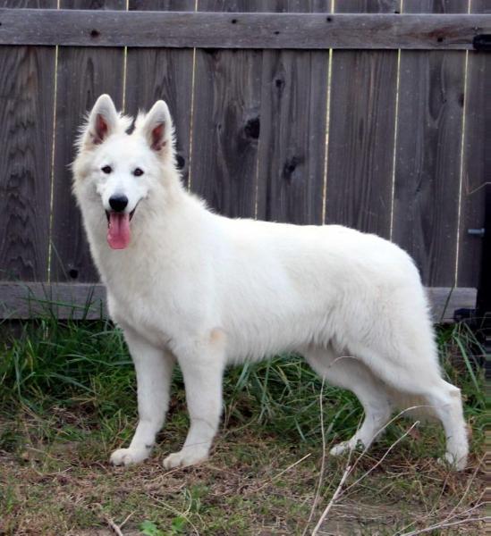 Shamrock Shepherds Christmas Dream | White Swiss Shepherd Dog 