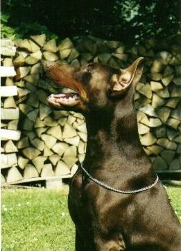 Yalk v.h. Wantishof | Brown Doberman Pinscher