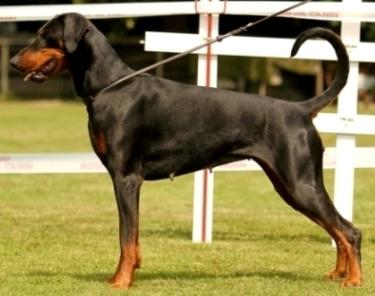 Draga Lazodobi | Black Doberman Pinscher