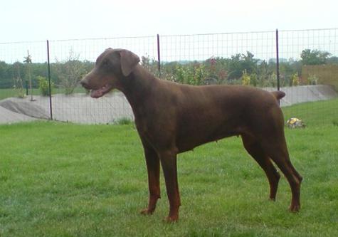 Doumna-Bagheera du Temple d'Azzna | Brown Doberman Pinscher