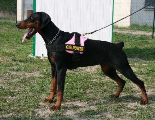 Demone du Domaine de Louxor | Black Doberman Pinscher