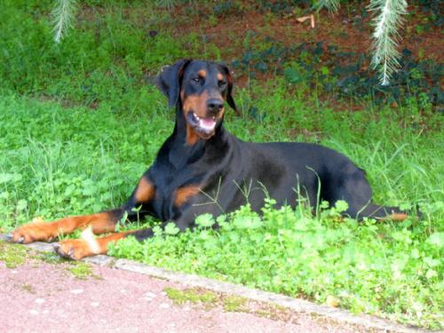 Emea-Nikkita O'Hannah du Manoir de Vallonne | Black Doberman Pinscher