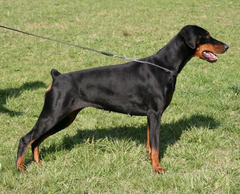 Gaindyke Ell's Bells Erica | Black Doberman Pinscher