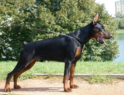 Pride of Russia Sidor | Black Doberman Pinscher