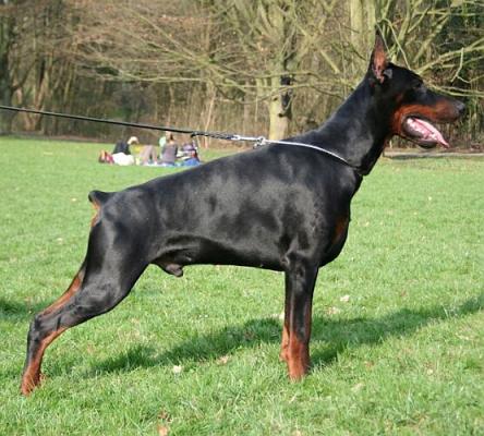 Pride of Russia Saphron | Black Doberman Pinscher