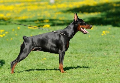 Pride of Russia Snow Queen | Black Doberman Pinscher