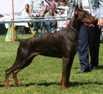 Era Lazodobi | Brown Doberman Pinscher