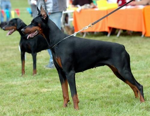 U'Lina v. Gebrannten Walde | Black Doberman Pinscher
