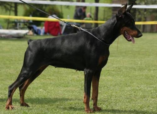 U'Daytona v. Gebrannten Walde | Black Doberman Pinscher