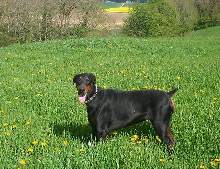 Eos Elektra des Gardiens du Donon | Black Doberman Pinscher