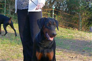 Ebony Svetlana del Palazzo di Shanta | Black Doberman Pinscher