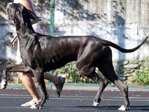 Amulet Schastia Isola | Great Dane 