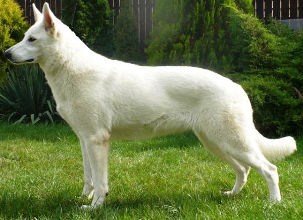 Wendy Magic AKBO Parchovany | White Swiss Shepherd Dog 