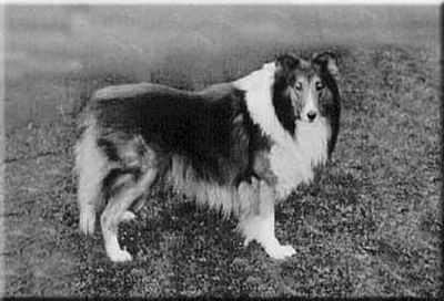 Anfield Model 104173 vXXIV | Rough Collie 