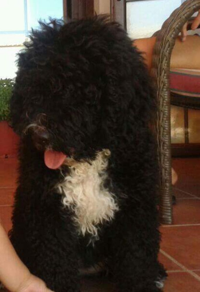 MIURA DE GUADALTEBA | Spanish Water Dog 