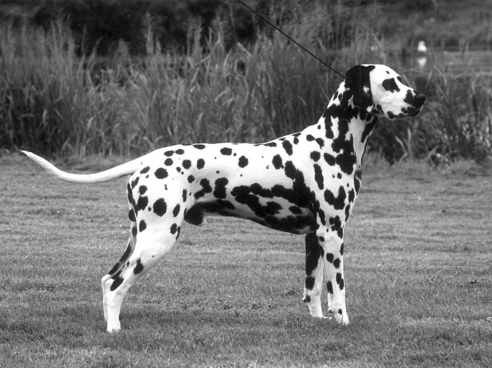 Labyrinth Perfect Harmony | Dalmatian 
