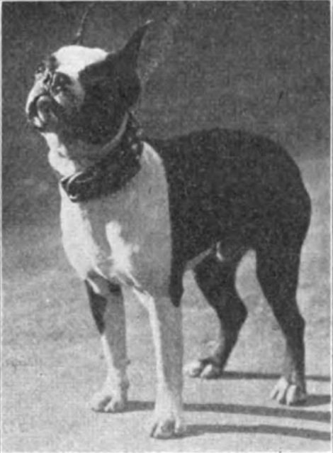 Plegge's Warrior of Innisfail | Boston Terrier 