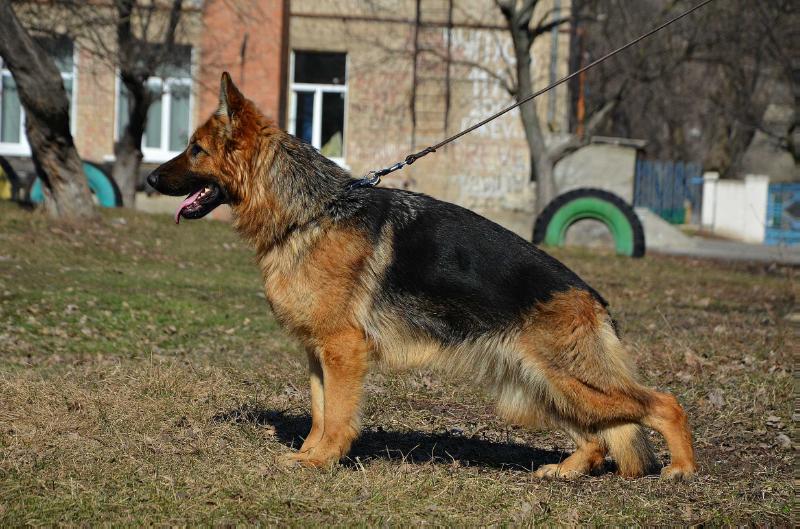 De Orse Mak Flai Shelbi | German Shepherd Dog 
