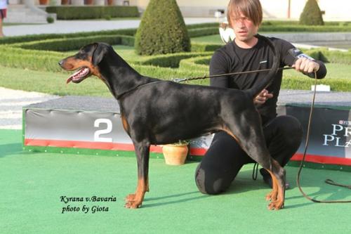 Kyrana v. Bavaria | Black Doberman Pinscher