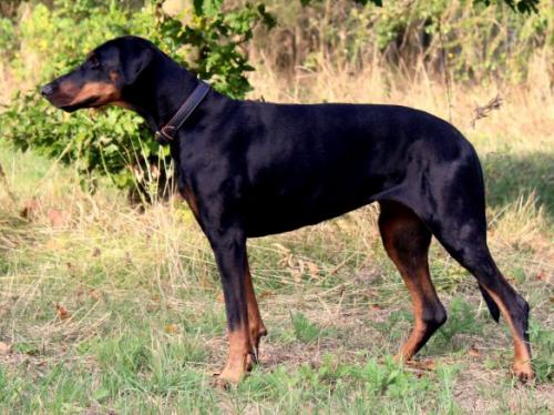 Onja v. Heiligenwald | Black Doberman Pinscher