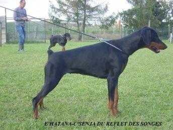 E Hatana C Senja du Reflet des Songes | Black Doberman Pinscher