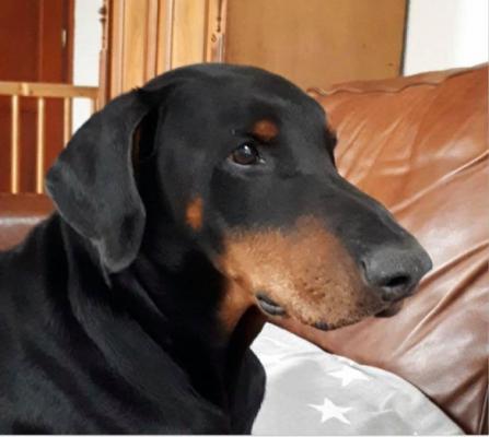 Eros v.d. Fivelborgh | Black Doberman Pinscher